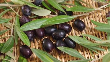 Raw organic olives and branch after harvest, ready for extra virgin oil. Rotating shot on a wicker background. Mediterranean fresh healthy food ingredient. Biologic agriculture. video