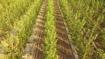 Pappeln Landwirtschaft Anbau, Bio-Waldfarm Luftbild