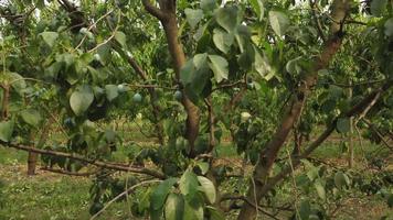 campo de agricultura de planta de fruta de ameixa video