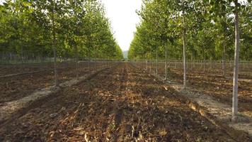 Poplars trees agriculture cultivation, organic forest farm aerial view video