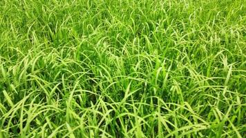 campo de arroz em casca de arroz em vercelli piemonte, itália video