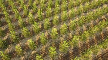 cultivo de agricultura de choupos, vista aérea de fazenda de floresta orgânica video