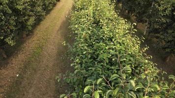 Pera martin secondo frutta agricoltura coltivazione campo video