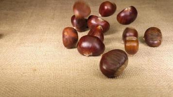 Chestnut falling on jute canvas background video