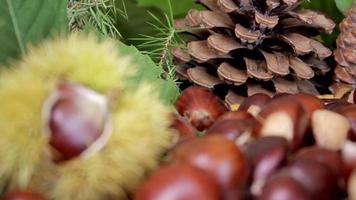 Chestnut and pinecones, autumn food and leaves video