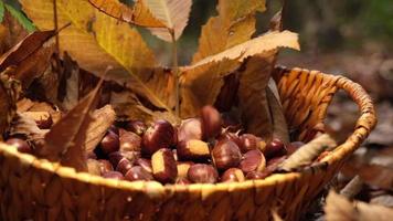 castanha caindo em câmera lenta em uma cesta de vime em madeira de outono video