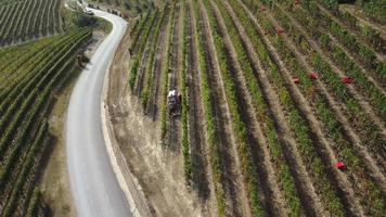 landwirt, der weinberg mit traktormaschinen erntet. rotweinrebe trauben ernten landwirtschaftsfeld. video