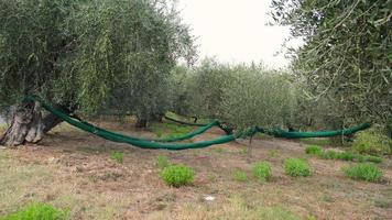 oliveiras colheita agricultura cultivo. plantação orgânica rural, agricultura mediterrânea. video