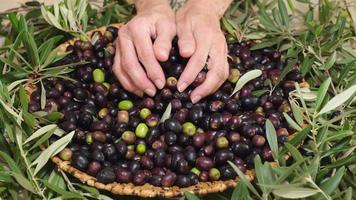 Woman's hand giving organic raw olives, ready for extra virgin oil. Agriculture concept. Mediterranean food. video