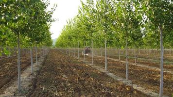 contadino trattore macchinari attrezzatura nel pioppi agricoltura coltivazione campo video