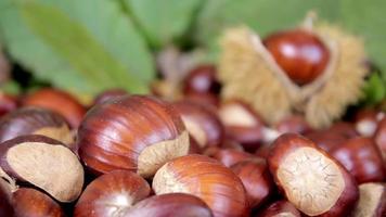 kastanje en dennenappels, herfst voedsel en bladeren video