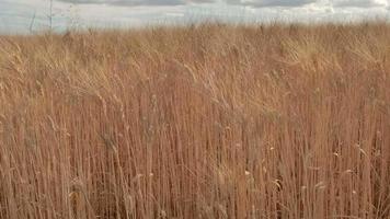 Golden Wheat Agriculture Field video