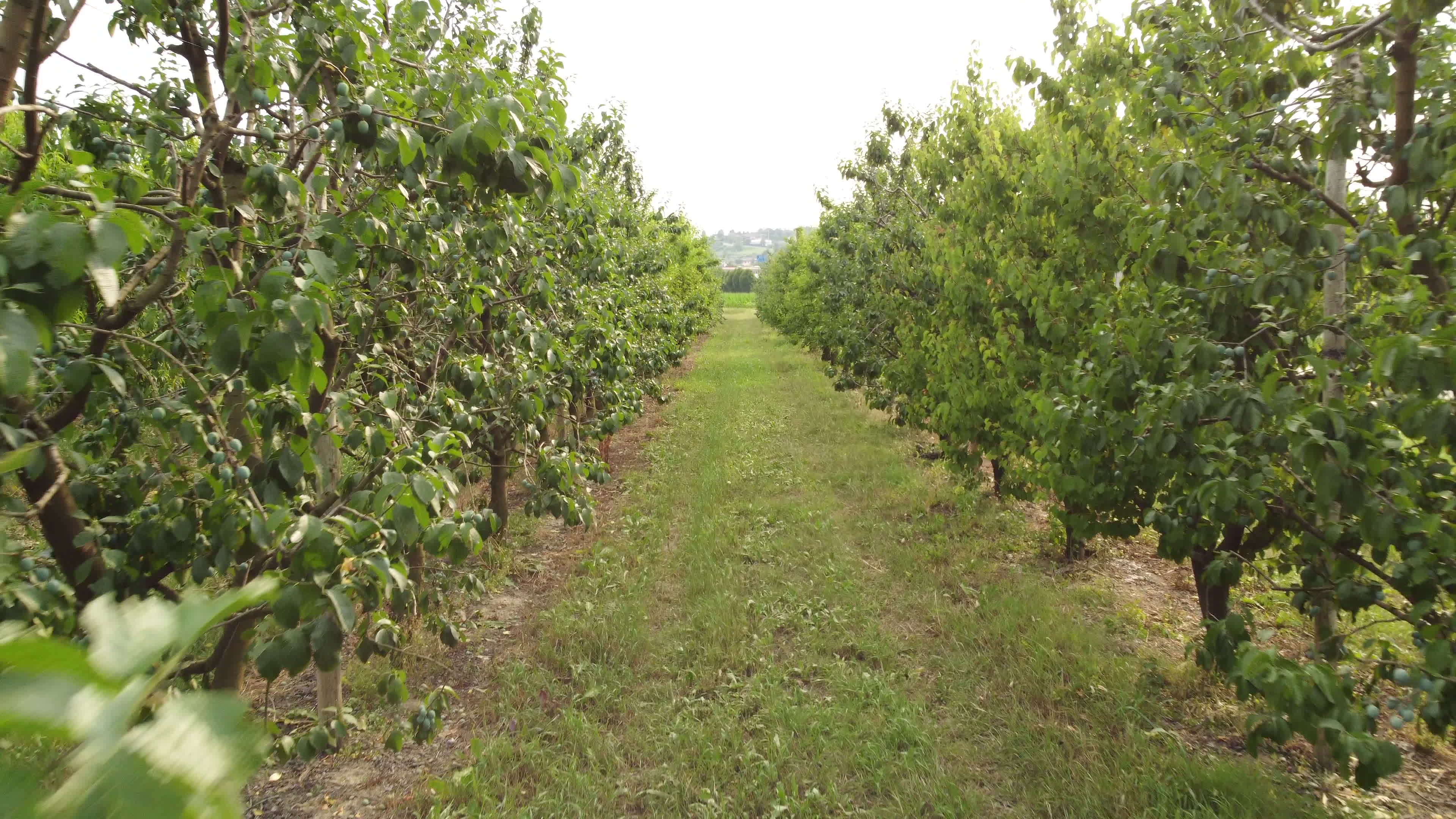 Plum Fruit Plant Agriculture Field 16046776 Stock Video at Vecteezy