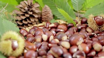 castanha e pinhas, comida de outono e folhas video