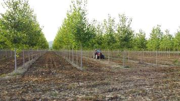 Farmer tractor machinery equipment in poplars agriculture cultivation field video