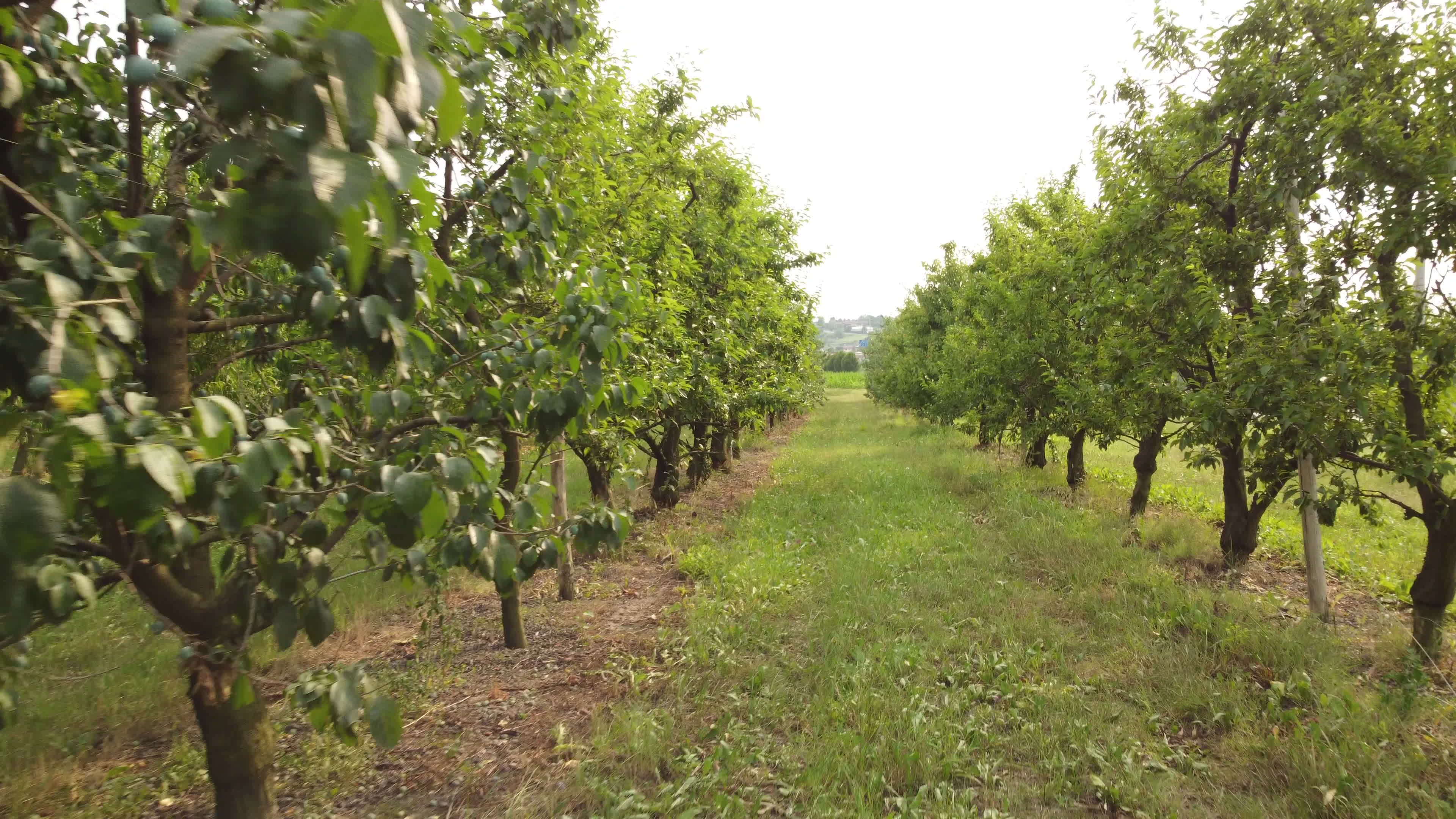 Plum Fruit Plant Agriculture Field 16047064 Stock Video at Vecteezy