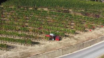 landwirt, der weinberg mit traktormaschinen erntet. rotweinrebe trauben ernten landwirtschaftsfeld. video