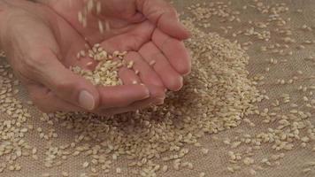 Barley wheat grains with woman's hand. Agriculture concept, vegan vegetarian food, healthy diet nutrition