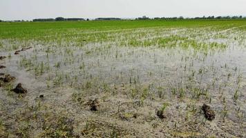 campo de agricultura de arrozal en vercelli piamonte, italia video