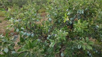 campo de agricultura de planta de fruta de ameixa video