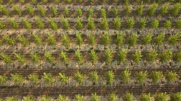 Poplars trees agriculture cultivation, organic forest farm aerial view video