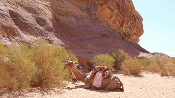 Dos parejas de camellos jordanos descansan sobre arena caliente en un punto de referencia esperando a los jinetes en condiciones de calor extremo