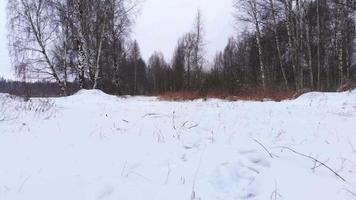 pies de excursionista caminando en el bosque de invierno. hombre caminando vía animales en el bosque. pies en botas de montaña pov caminando por la nieve. vista de ángulo bajo del cazador. video