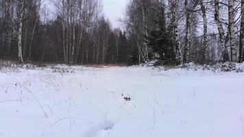 pies de excursionista caminando en el bosque de invierno. hombre caminando vía animales en el bosque. pies en botas de montaña pov caminando por la nieve. vista de ángulo bajo del cazador. video