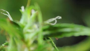 närbild skott av en cannabis växt blomma. med vit vatten som innehåller thc och cbd video