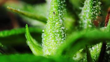 Close-up shot of a cannabis plant flower. with white water containing THC and CBD video