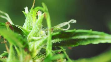 Nahaufnahme einer Blume einer Cannabispflanze. mit Wildwasser, das THC und CBD enthält video