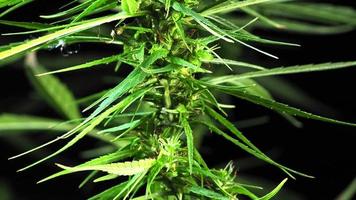 närbild skott av en cannabis växt blomma. med vit vatten som innehåller thc och cbd video