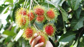 rambután, una fruta tailandesa que tiene un sabor dulce y delicioso. en árboles de precosecha para la venta video