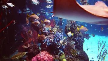 Beautiful fish in the aquarium. video