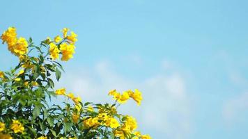 video för natur bakgrund med blommor