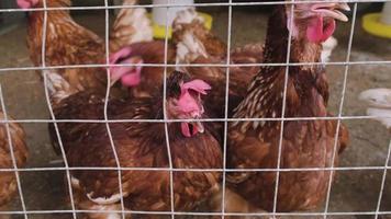 närbild skott av flockar av många domestice brun kycklingar i burar illrar för mat på ett jordbruks boskap odla, naturlig fjäderfän för ägg och kött industri, organisk jordbruk djur- företag. video