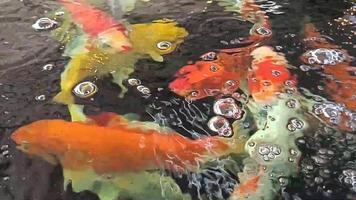 coloridos peces koi nadando en el estanque video
