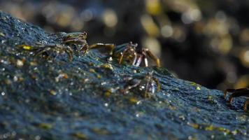 Crab on the rock at the beach, rolling waves, close up video