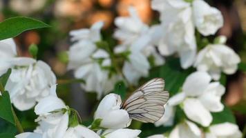 aporia crataegi, mariposa blanca veteada de negro en estado salvaje, sobre flor de jazmín. video