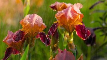 rosso iris fiore con acqua gocce sotto piovere, superficiale dof, lento movimento video