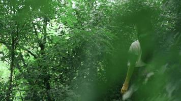 stylish young girl walks through the green forest video