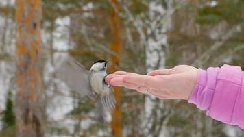 oiseau mésange dans la main des femmes mange des graines, hiver, ralenti video