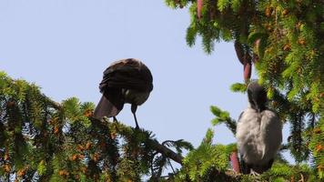 los pájaros cuervos se sientan en una rama de un árbol conífero. pájaros en la naturaleza video