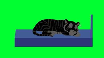 Tiger sleeping and snorting on bed in Green Screen. 2d Cartoon Royal Bengal Tiger animation. video