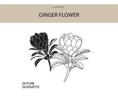 Ginger flower silhouette vector