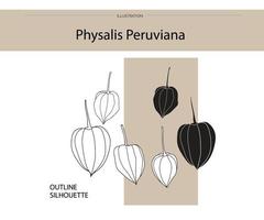 Physalis Peruviana silhouette vector