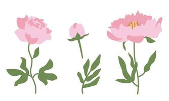 Set of peonies. vector