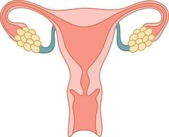 Human anatomy Female reproductive system, female reproductive organs. Organs location scheme uterus. vector