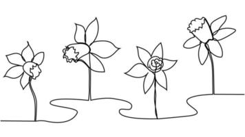 One single line drawing of beauty fresh narcissus for garden logo. Printable decorative daffodil flower vector