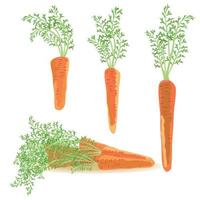 tres zanahorias saludables de la huerta. dieta de alimentos crudos. vector